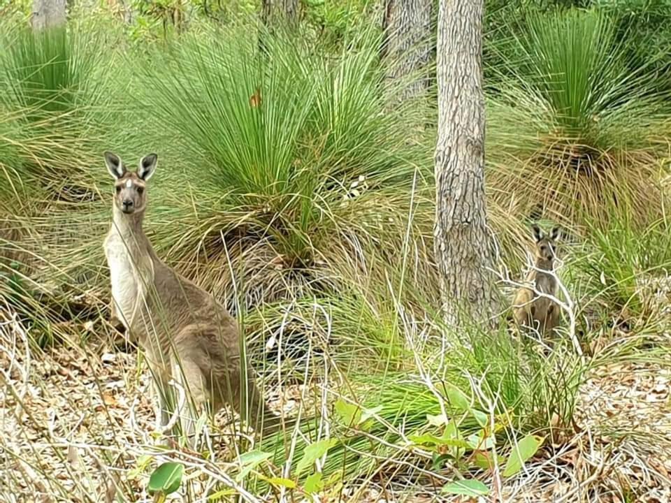 Margaret River Bussells Bushland Cottages المظهر الخارجي الصورة