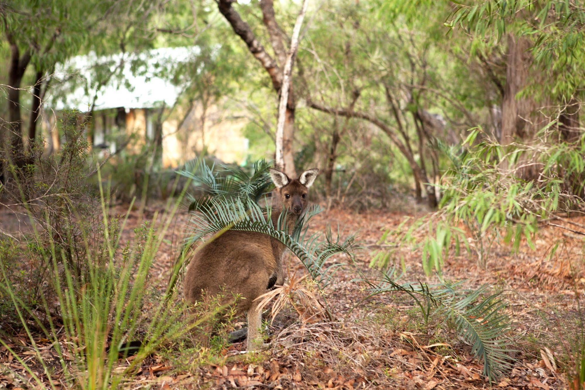 Margaret River Bussells Bushland Cottages المظهر الخارجي الصورة